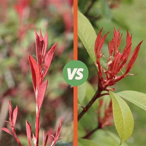 photinia robusta vs red robin|Expert Guide Photinia Red Robin (Photinia x fraseri).